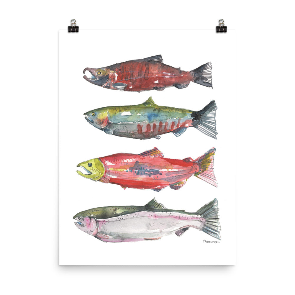 Sockeye Salmon (Paper Print)